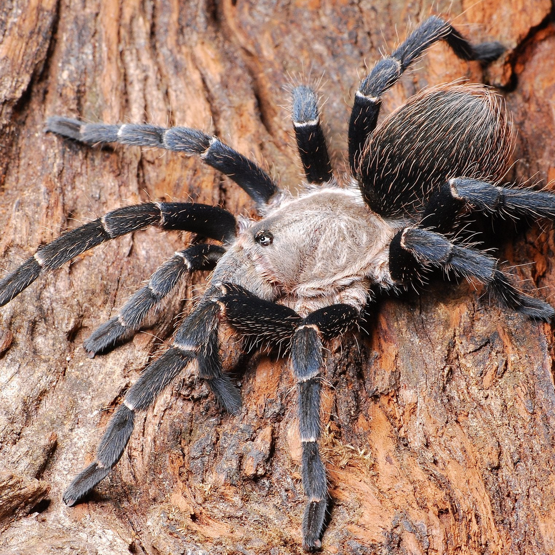 Pseudhapalopus sp 'Kurzaar' (Colombian Short Hair) 2-2.5" MALES