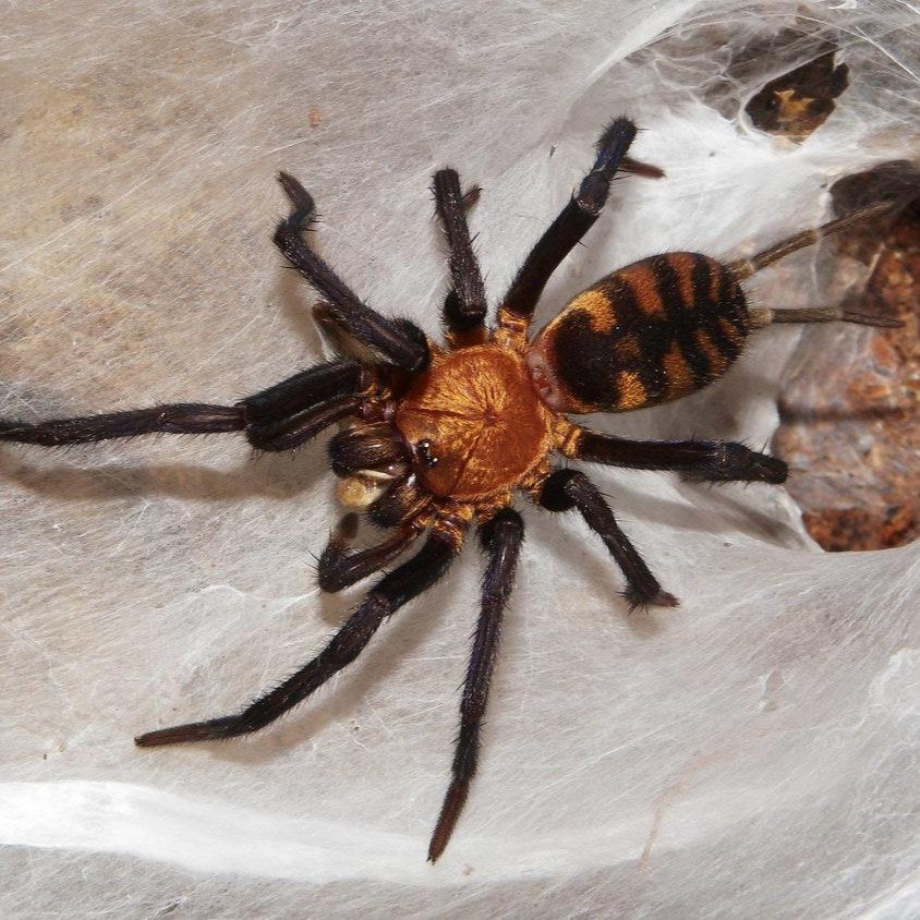 Dolichothele exilis (Exilis Bronze) 0.5"
