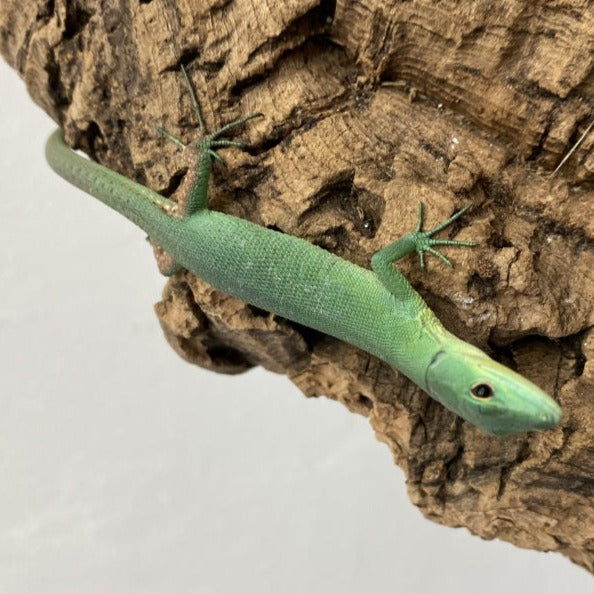 Gastropholis prasina (Green Keeled Lizard) YOUNG MALE