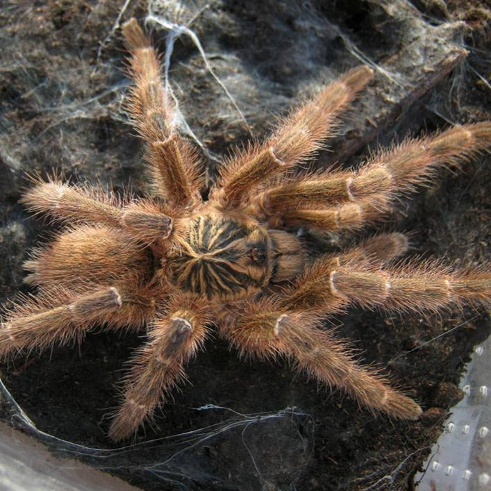 Pterinochilus murinus 'TCF' 0.5"