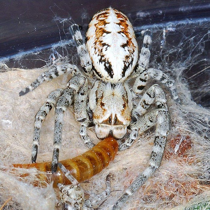 Stegodyphus dufouri (Pink Velvet Spider) 0.125