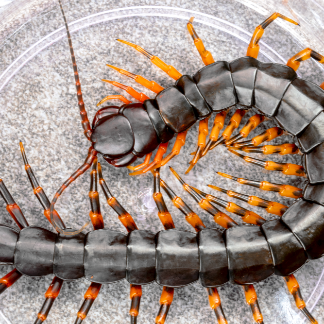 Scolopendra hainanum (Chinese Tiger Centipede) 4-5"