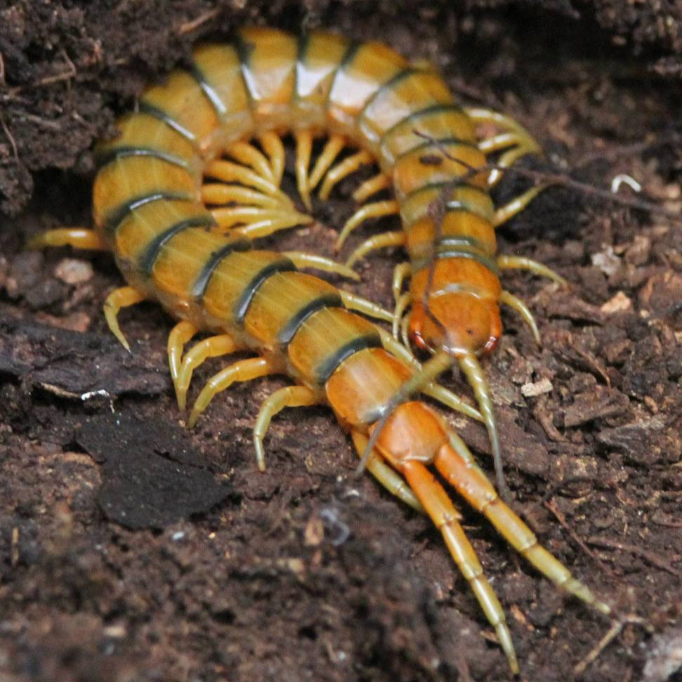 Scolopendra alternans (Florida Giant Centipede) 2"