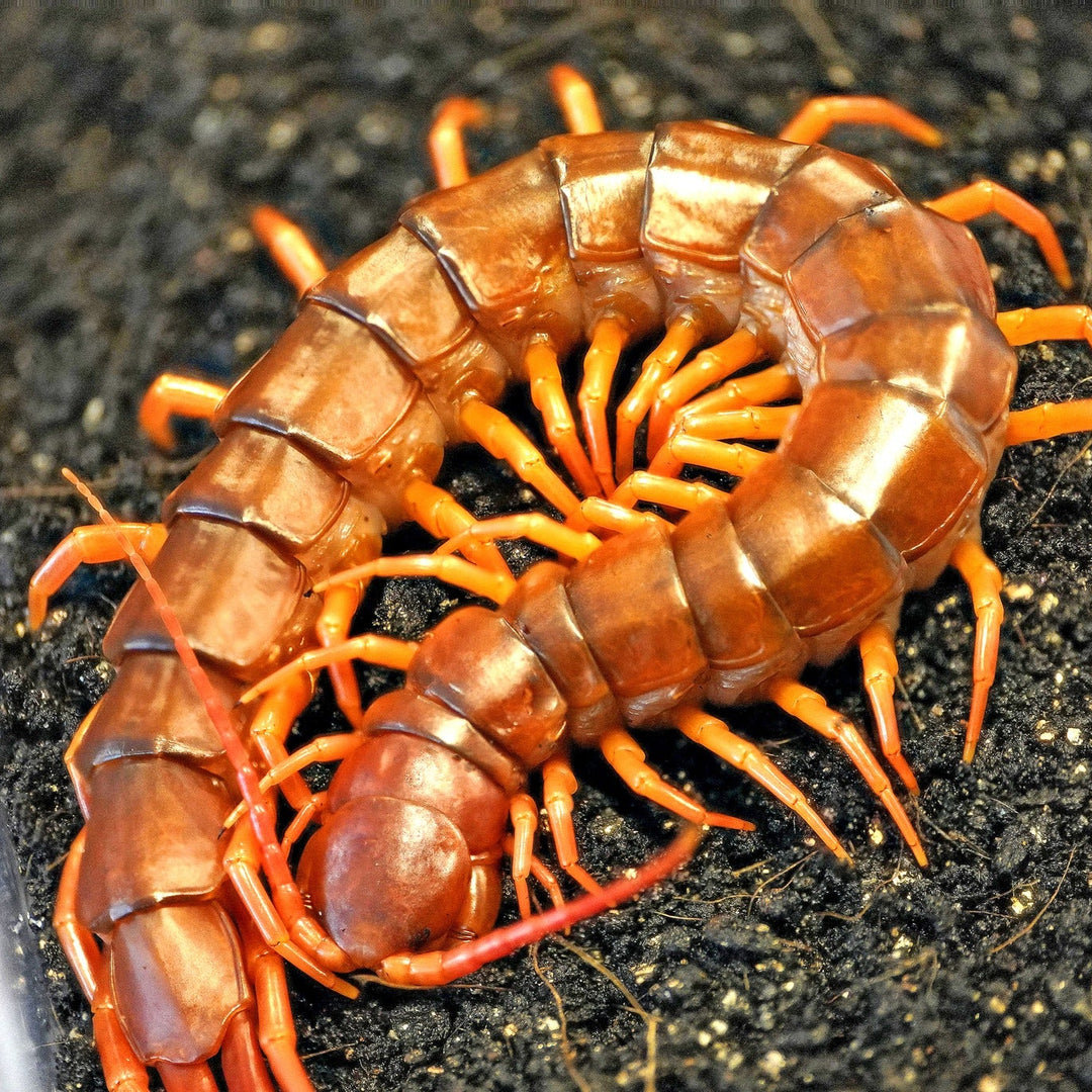 Scolopendra dehaani 'China' (Giant Chinese Centipede) 1" | 5-6"