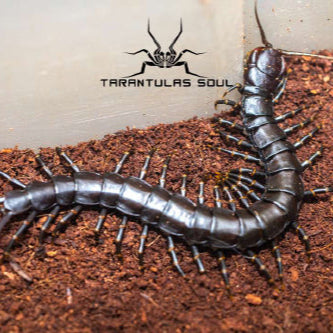 Scolopendra hainanum 'Black' (Black Tiger Leg) 4-5"