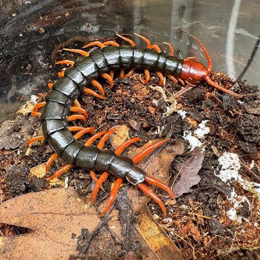 Scolopendra mutilans (Red Head Centipede) 3"