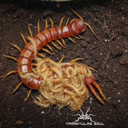 Scolopendra galapagoensis 'Orange' (Giant Galapagos Centipede) 2-3"