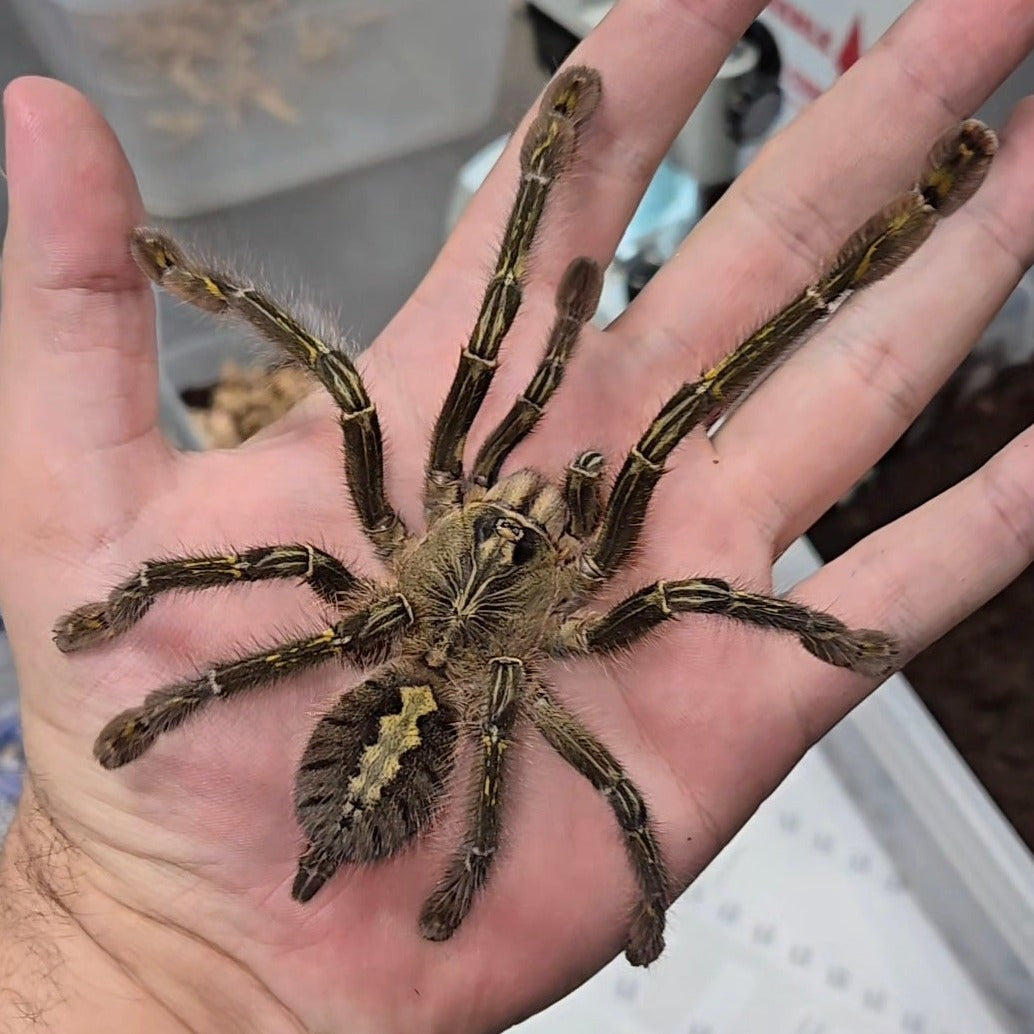 Poecilotheria rufilata (Redslate Ornamental) MM (4/20)
