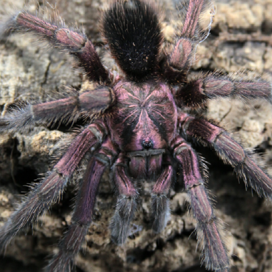 Phormictopus atrichomatus (Red Island Birdeater) 1