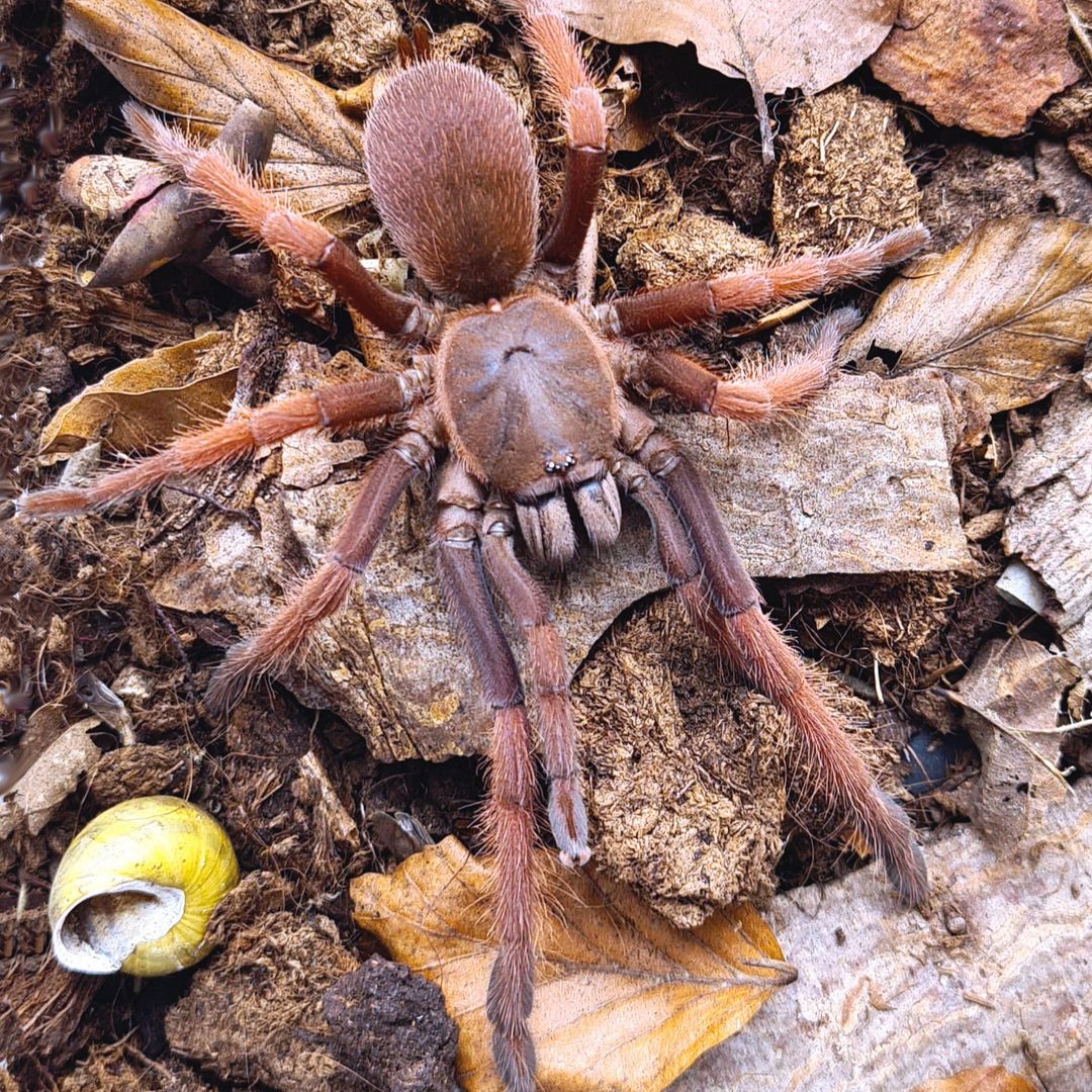Selenocosmiinae sp 'Romblon Pink' 0.5"