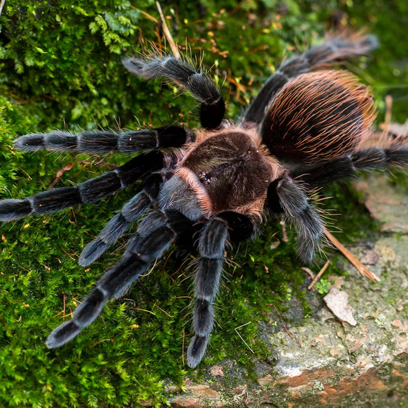 Sericopelma angustum (Costa Rican Red Rump) 2" PAIRS