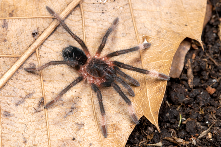 Sericopelma sp 'Darien' (Darien Birdeater) 2.5" MALE