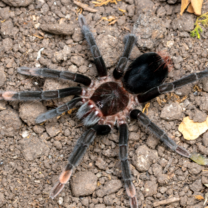 Sericopelma sp 'Darien' (Darien Birdeater) 2.5" MALE