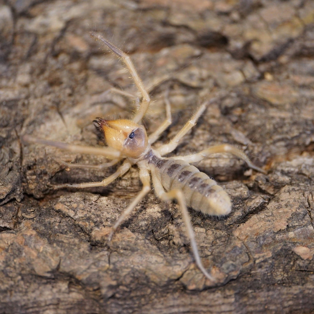 Solifugae sp 'Xinjiang' (Xinjiang Sun Spider) Sub/Adults