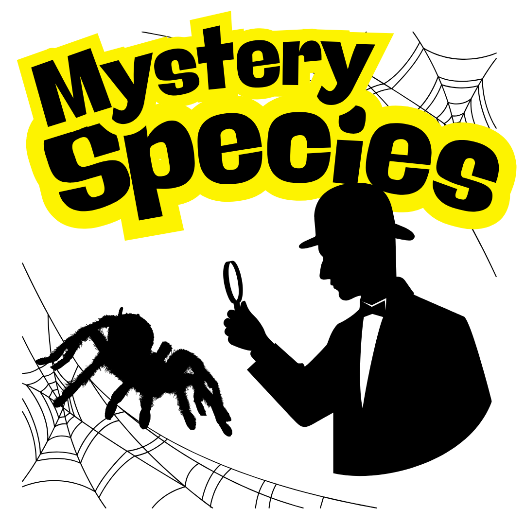 Mystery Tarantula 0.25"-0.5"