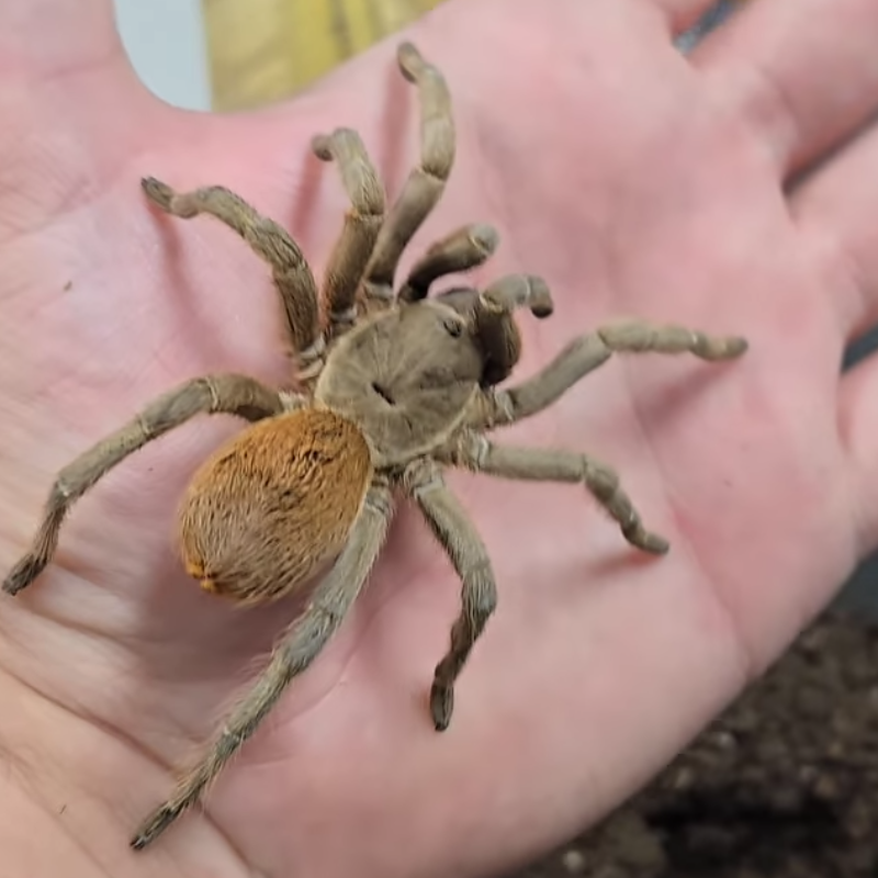 Stichoplastoris sp 'Corn Island' 4" FEMALE
