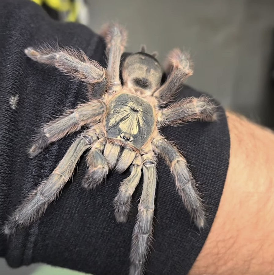 Tapinauchenius sp 'Casanare' 1.5"