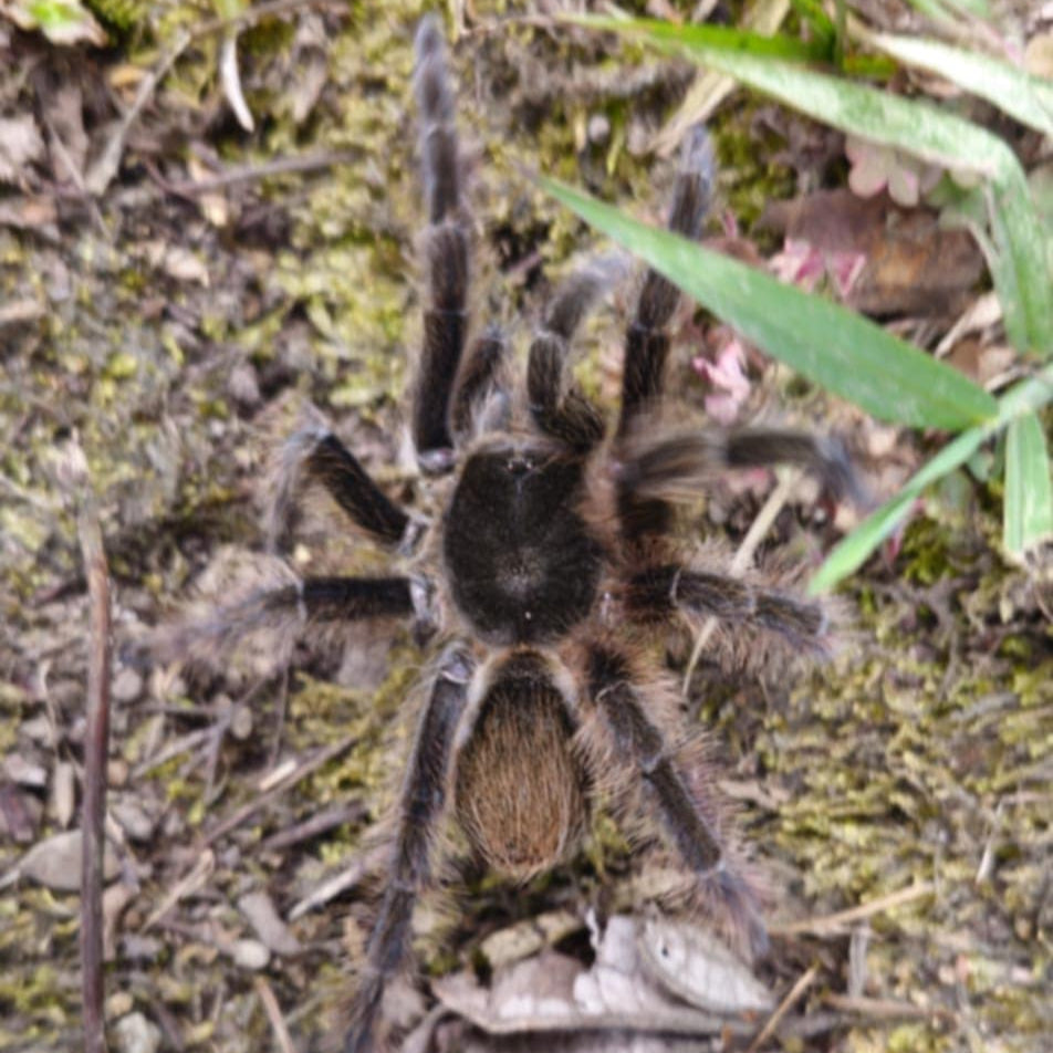 Theraphosinae sp 'Vulpes' 0.5"