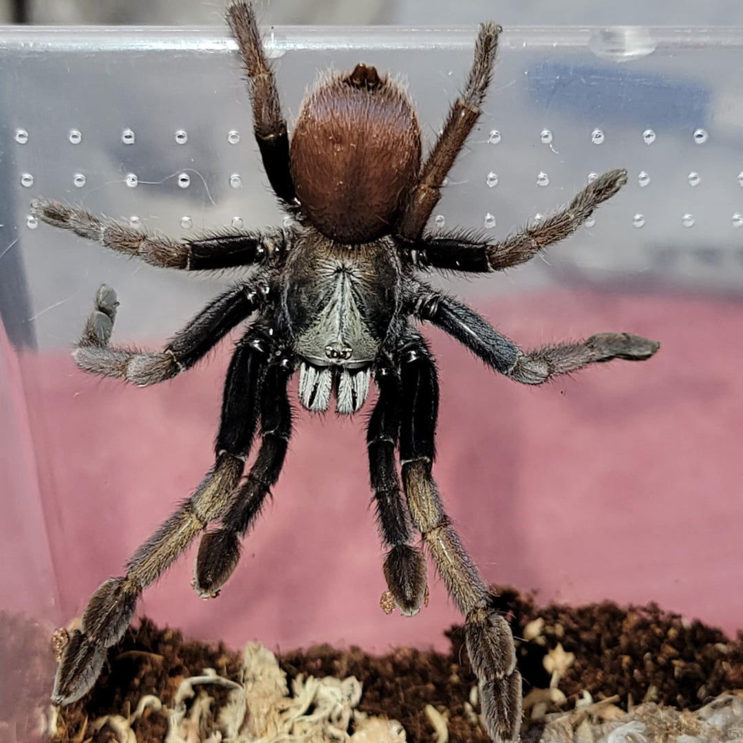 Cilantica sp 'Kali' (Kali Psychedelic Earth Tiger) 1.5"