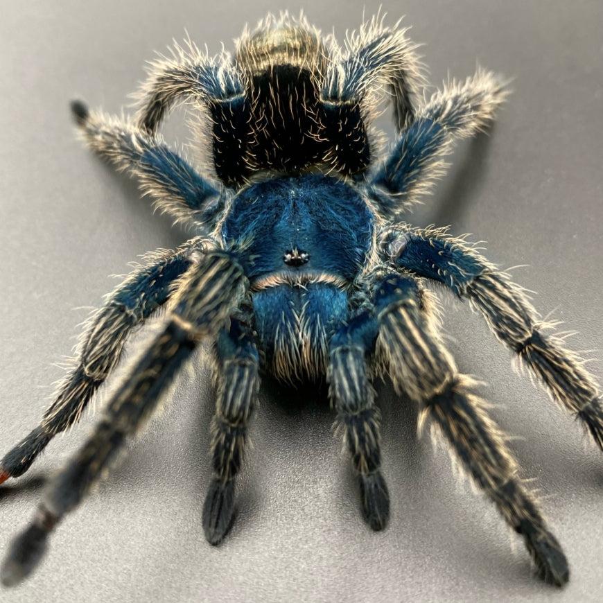 Thrixopelma cyaneolum (Cobalt Red Rump) 0.75" | 1.5-2"