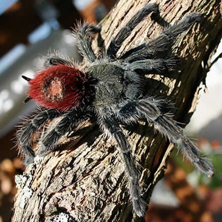 Thrixopelma ockerti (Peruvian Flame Rump) 0.5"