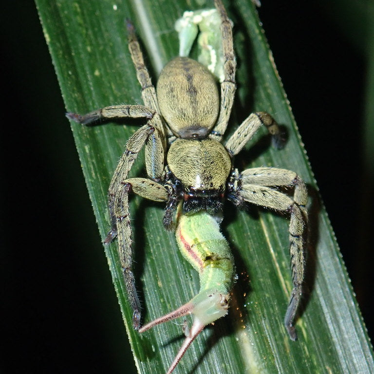 Thelcticopis severa (Green Huntsman) 0.125" | 1-2"