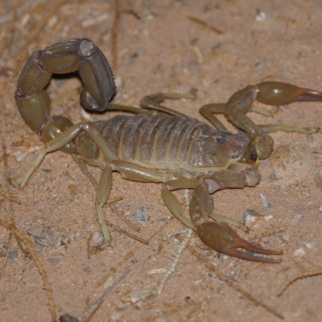 Androctonus amoreuxi (Tunisian Fat Tail) 2-3"