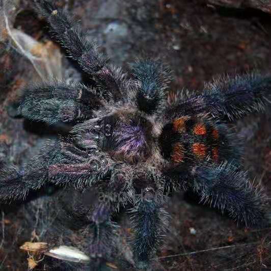 Avicularia sp 'Colombia' (Colombian Purple Pink Toe) 0.75"
