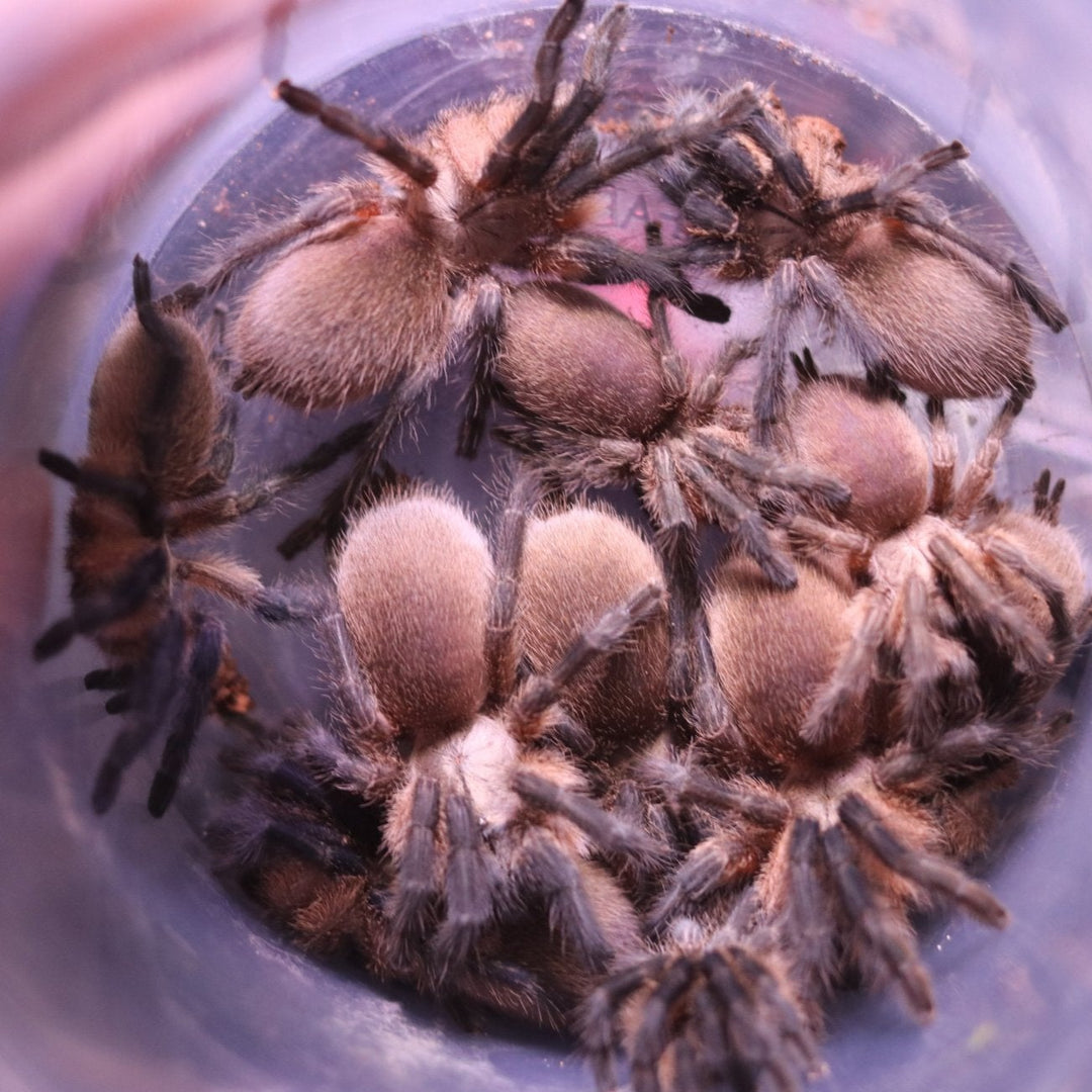 Monocentropus balfouri (Socotra Island Blue Baboon) 1.5-2" 5X COMMUNALS