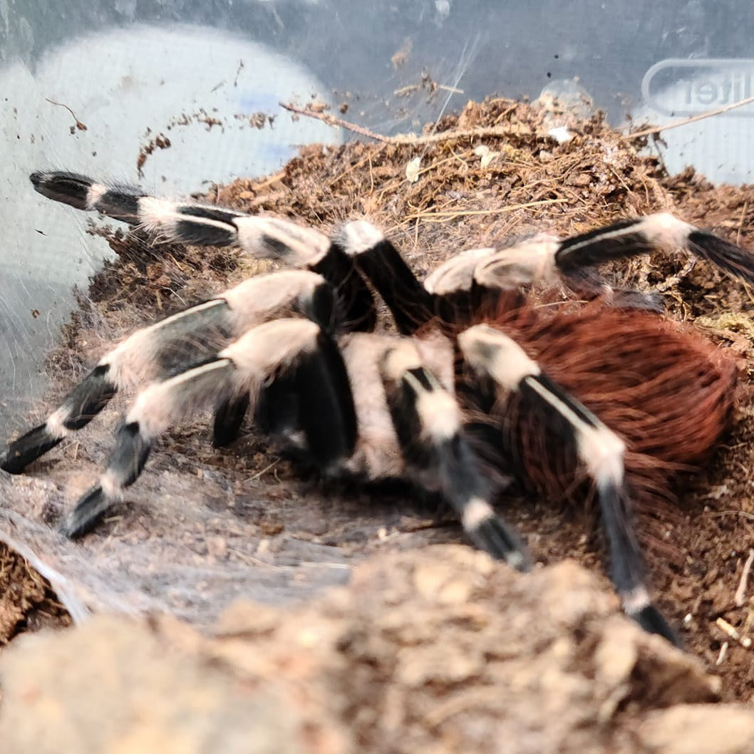 Vitalius chromatus (Brazilian Red & White) 0.25" | 1"