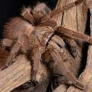 Chilobrachys huahini (Asian Giant Fawn) 3"