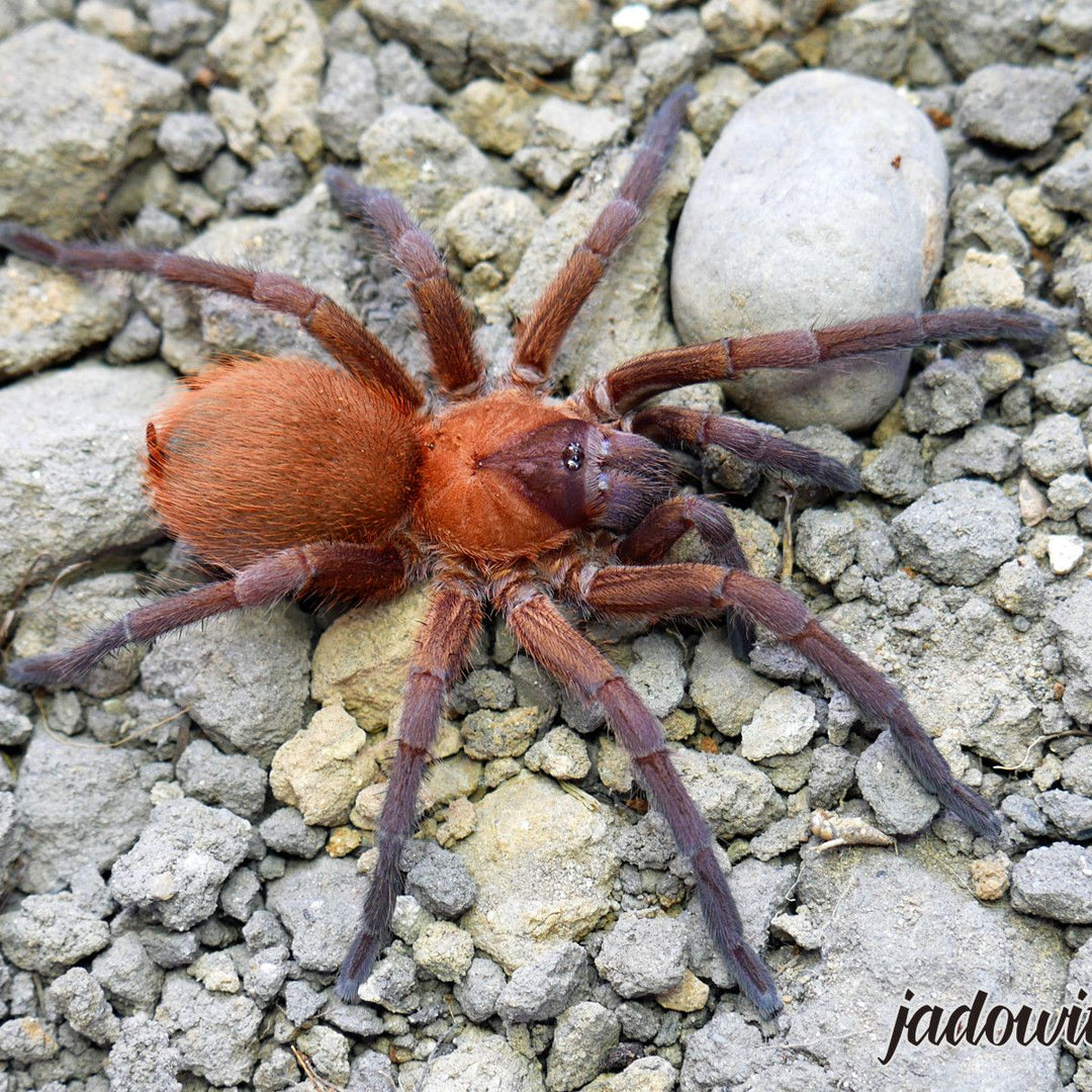 Citharacanthus cyaneus (Orange Violet Dwarf) 0.25"