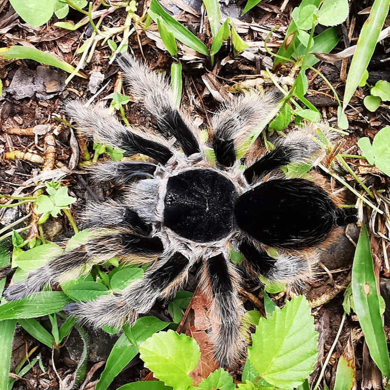Clavopelma tamaulipeca (Sierra Madre Wooly) 0.25"