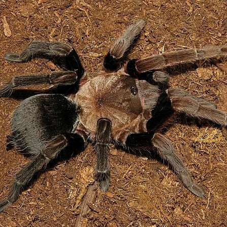 Crassicrus tochtli (Los Tuxtlas Cinnamon) 0.5"