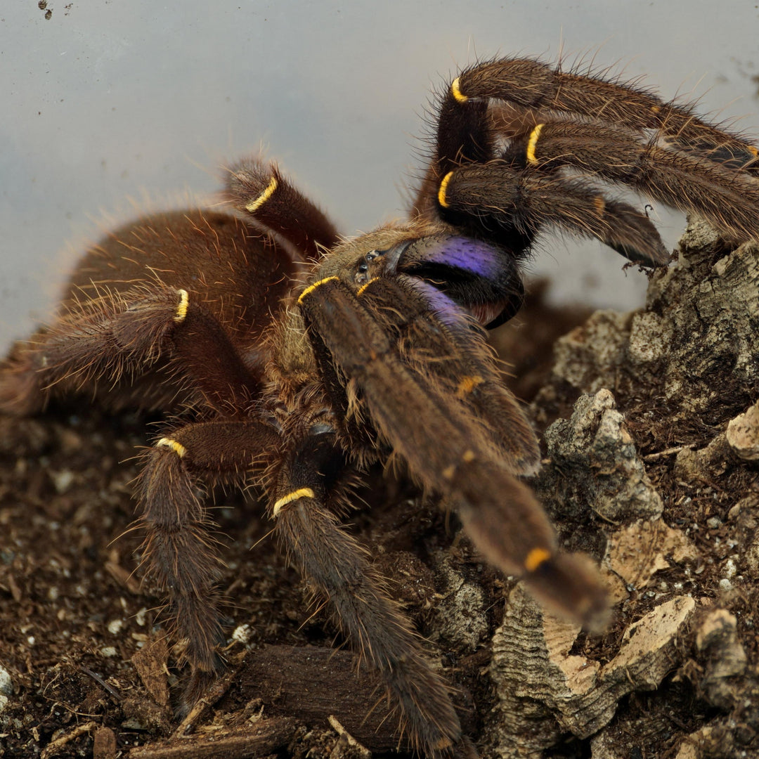 Ephebopus cyanognathus (Blue Fang Skeleton) 0.5"