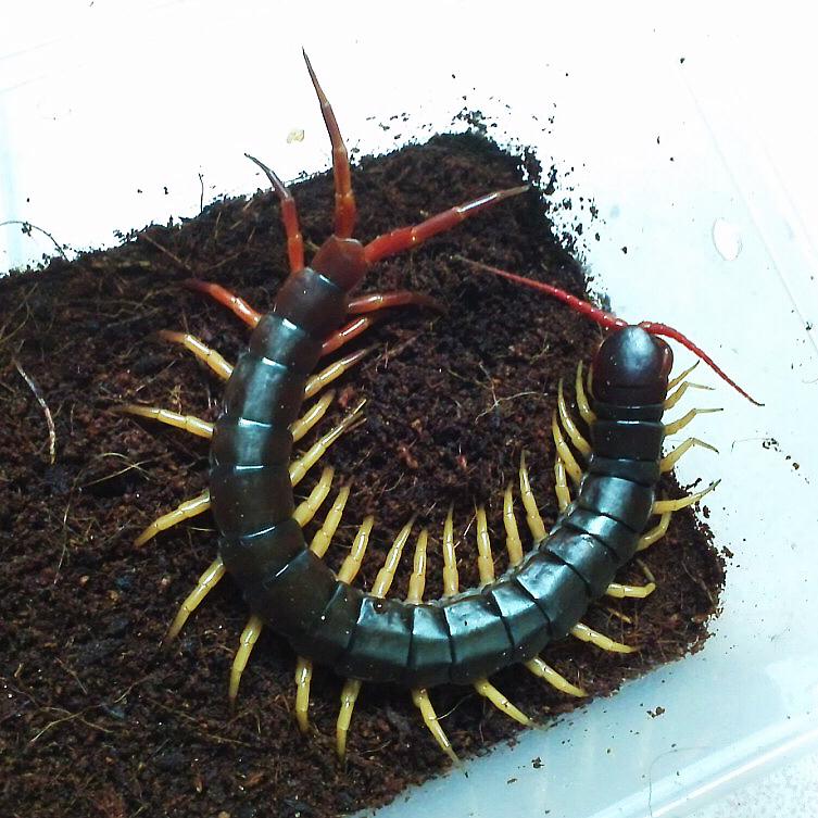 Scolopendra dehaani 'Yellow Legs' (Yellow Leg Giant Centipede