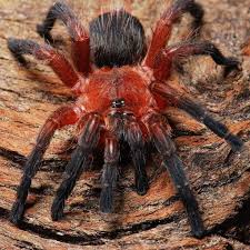 Dolichothele rufoniger (Brazilian Purple Beauty) 0.75"