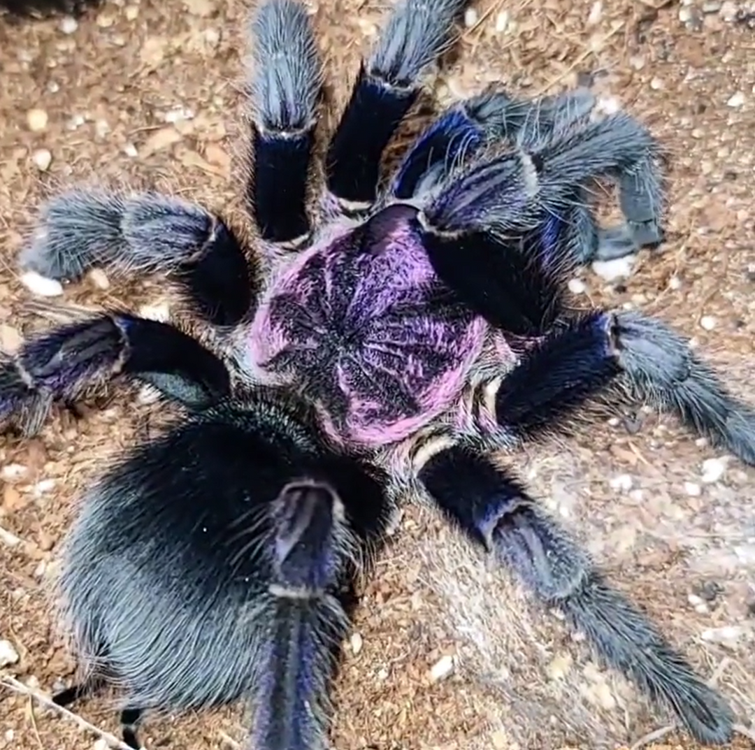 Phormictopus sp 'Dominican Purple' (Dominican Purple Birdeater) 0.75" | 2"