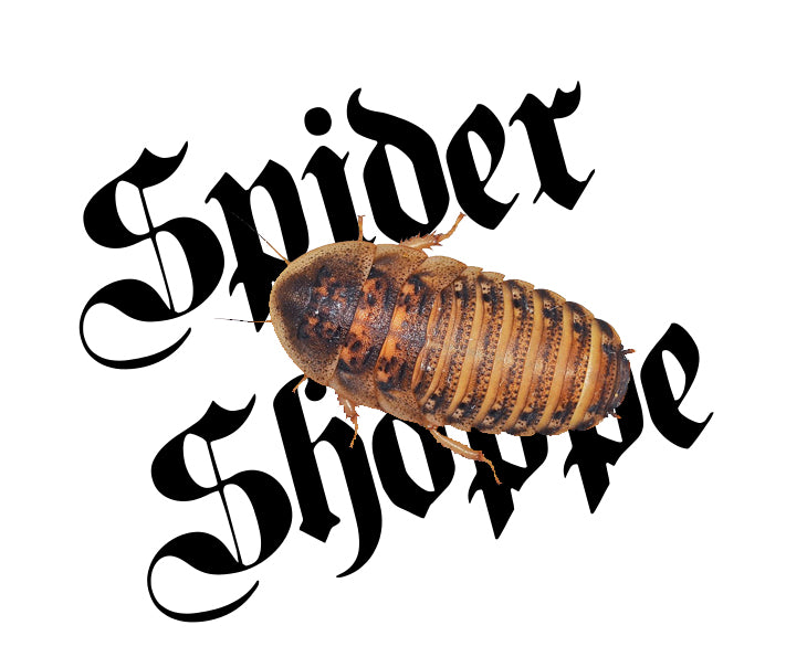 Dubia Roaches - Nymph, Medium, Large