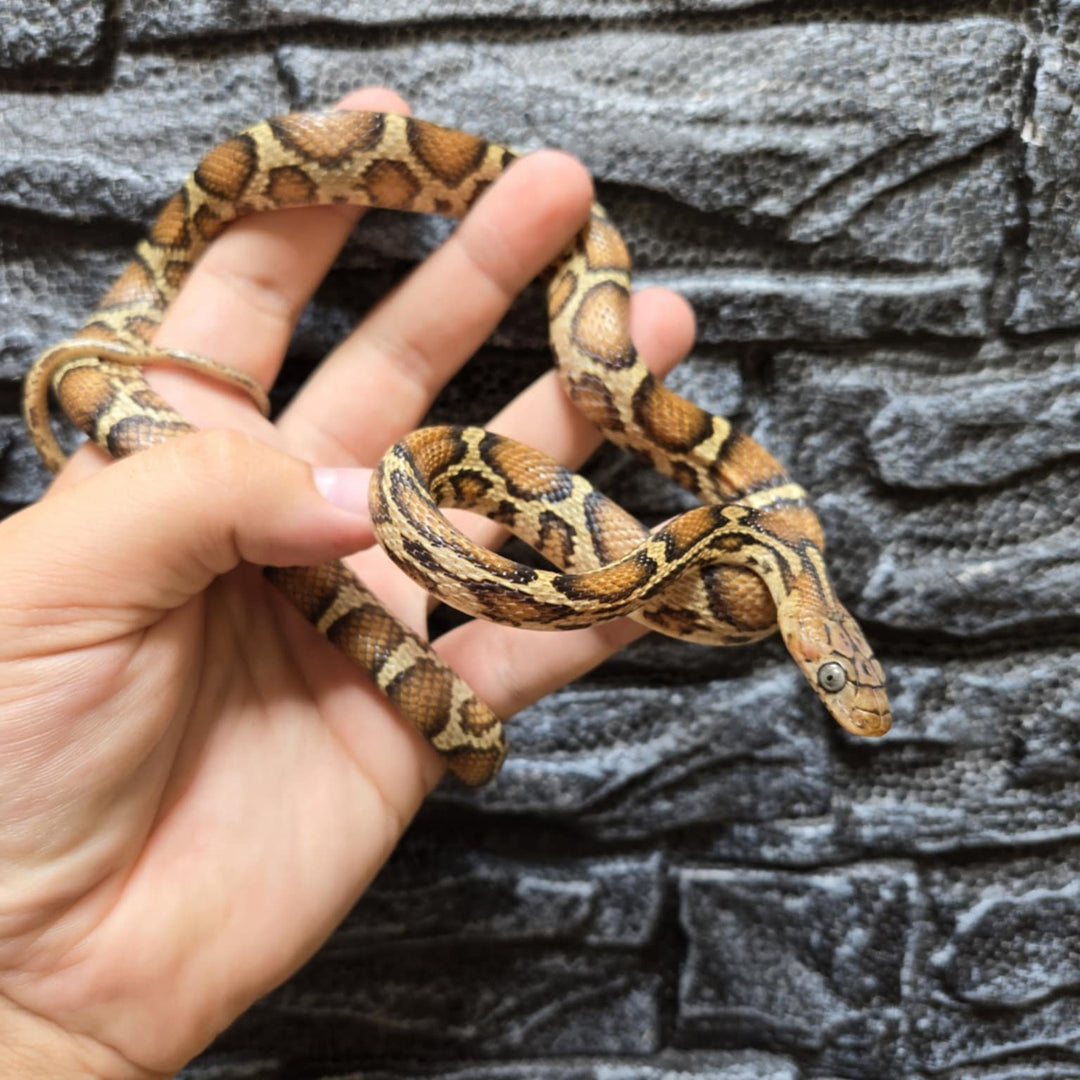 Pseudelaphe flavirufa (Yellow-Red Rat Snake) CB 2024