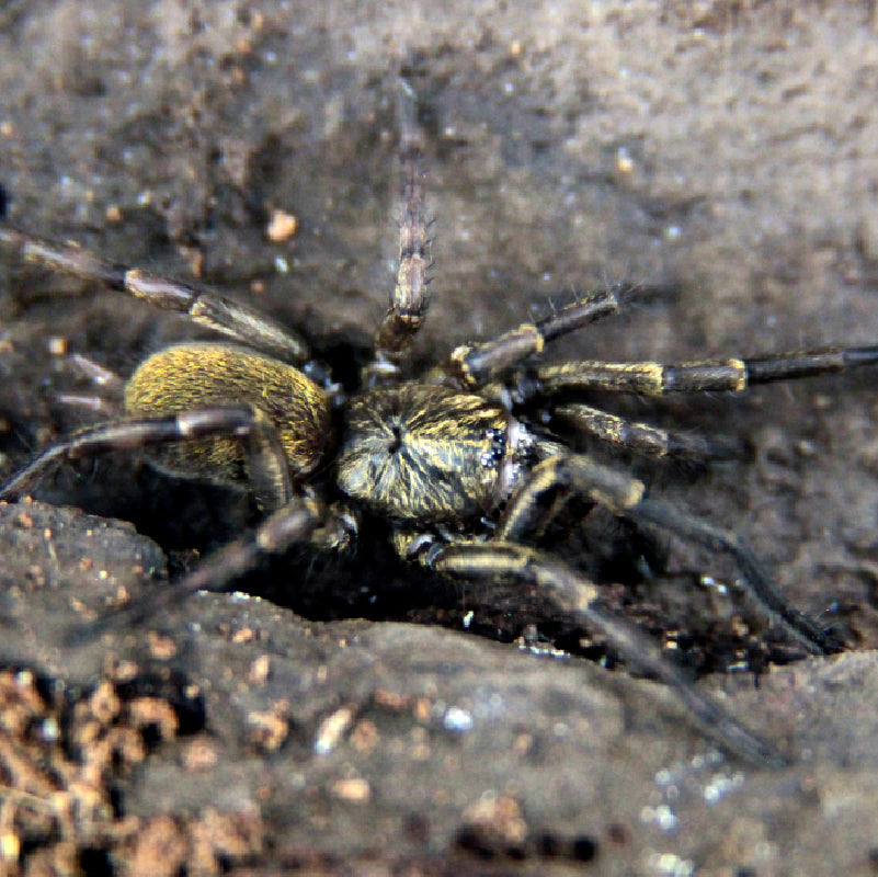 Fufius lanicius (Golden Trap Door Spider) – Spider Shoppe