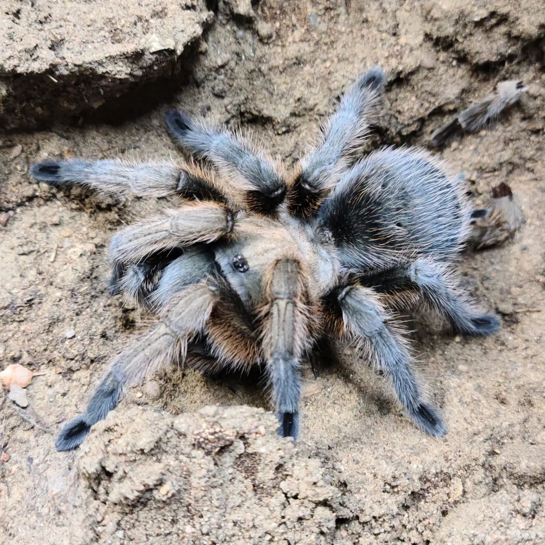 Aphonopelma gabeli (Chirihuacan Grey) 1.5"