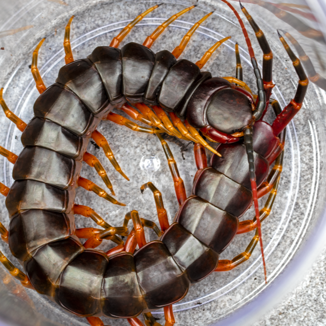 Scolopendra galapagoensis 'Dark' (Giant Galapagos Centipede) 4-5"