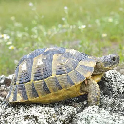 Turtles Ibera Greek Tortoise Size Testudo Graeca (Greek Tortoise