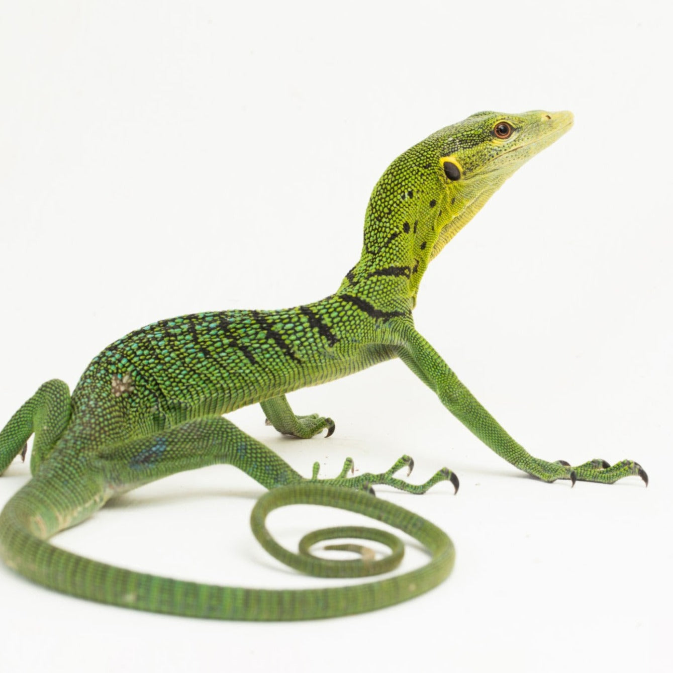 Varanus prasinus (Emerald Tree Monitor) 24" Spider Shoppe