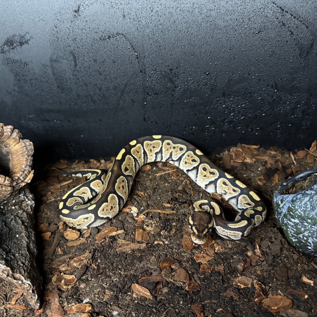 Python regius (Ball Python) Russo het Black Lace Female