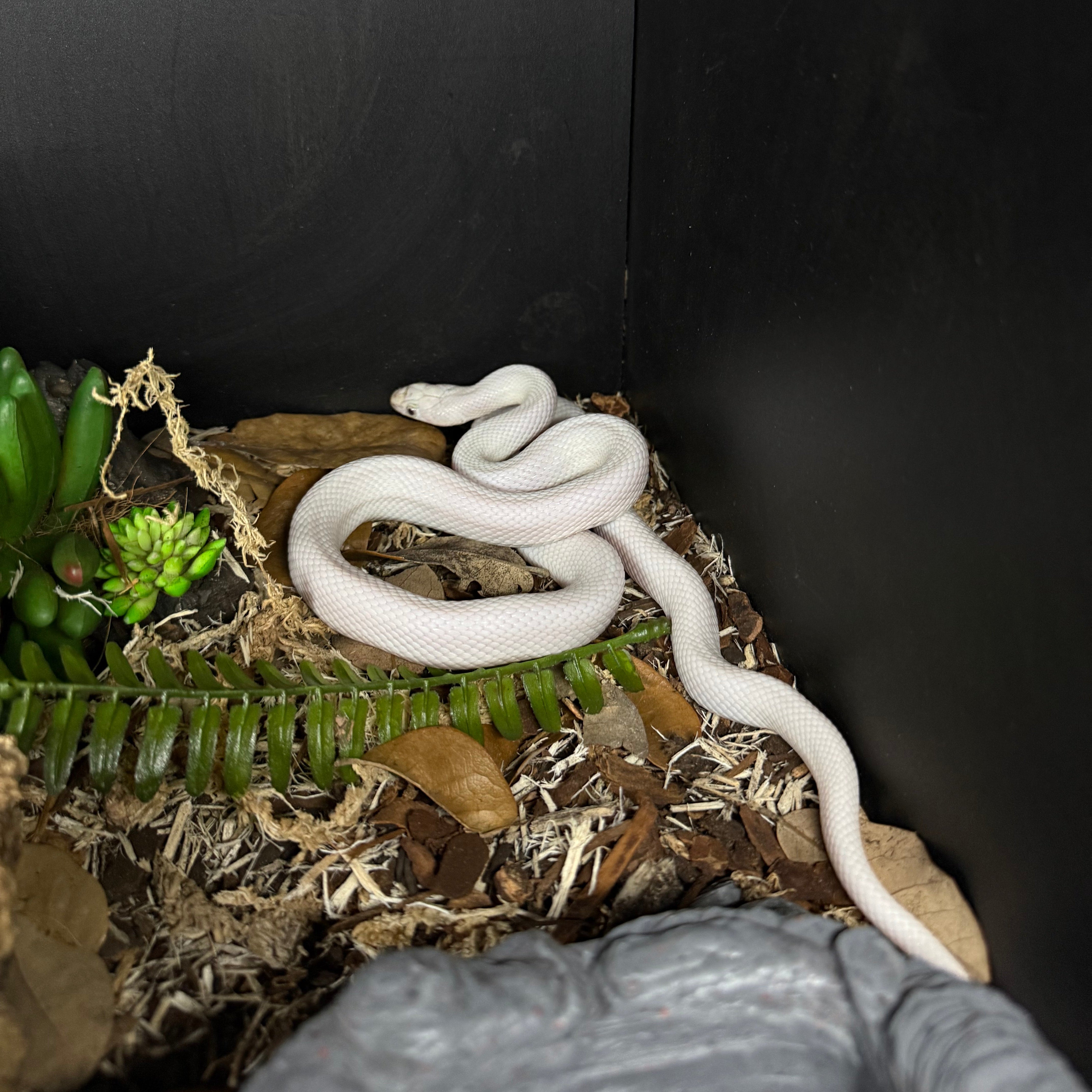 Pantherophis obsoletus lindheimeri (Texas Rat Snake) Leucistic UNSEXED ...