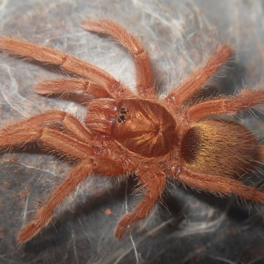 Neoholothele incei 'Gold' (Trinidad Gold) 1.5-2" | MM