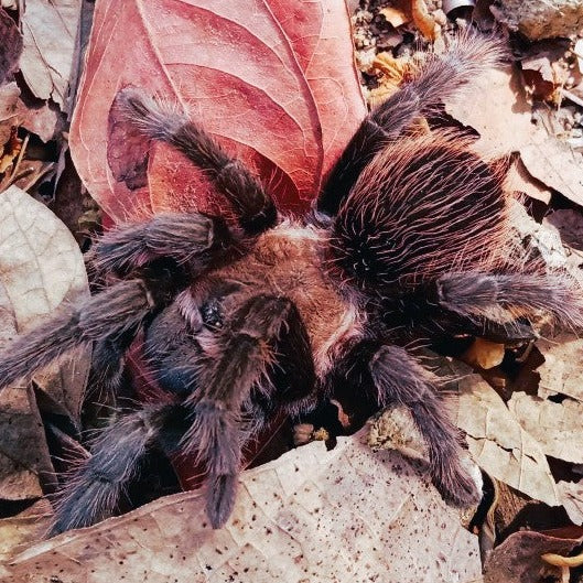 Aphonopelma sp 'Jalisco' (Jalisco Gold Top) 0.75"
