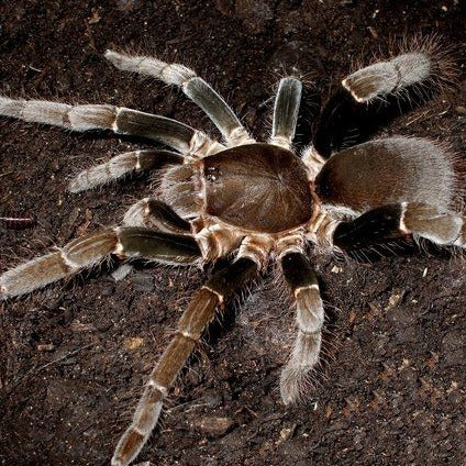 Hysterocrates Hysterocrates gigas | Eighth Element LLC